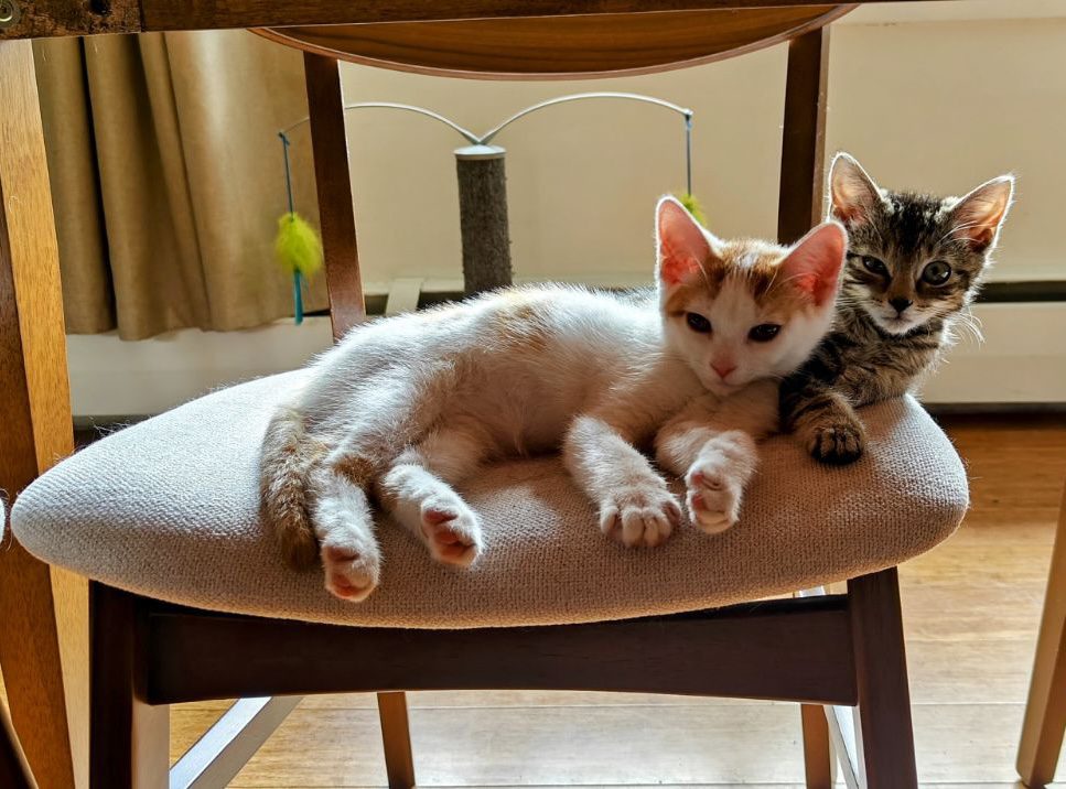 Our office kittens, Cinnamon Toast (Left), Waffles (Right)  